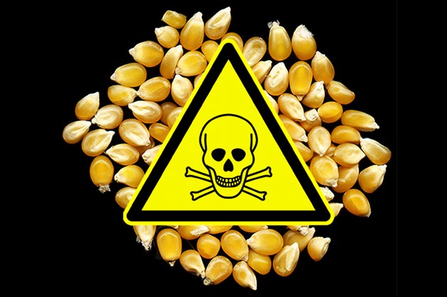 GMO Corn, Monsanto Protection Act