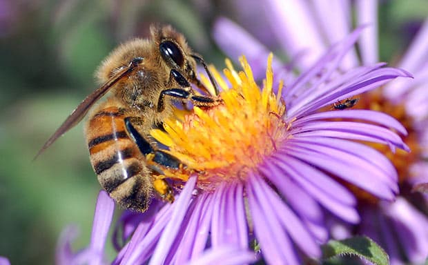 The Bees Are Dying, Thanks to High Fructose Corn Syrup