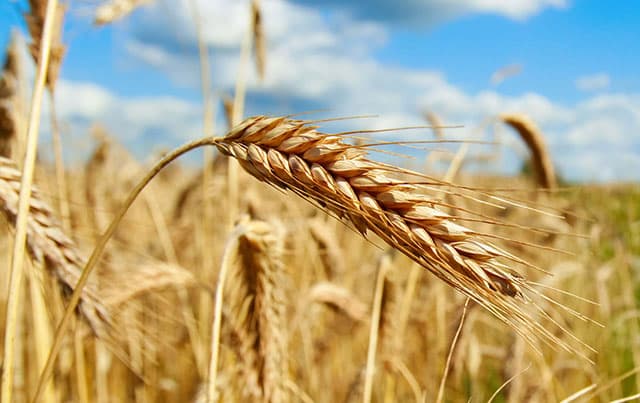 Monsanto GMO Wheat