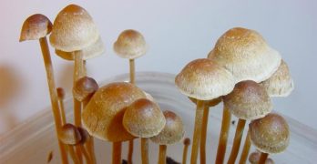 Psilocybin Mushrooms PTSD