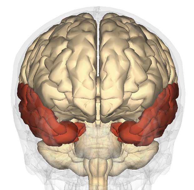 Science of Spirituality. The Brain's Temporal Lobe: The Source of Spiritual Experience?