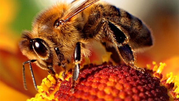 Neonicotinoids Colony Collapse Disorder and the Death of the Bees