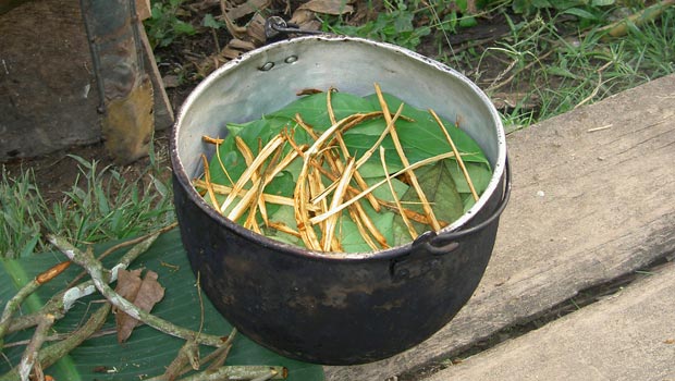 Alternative Cancer Treatment Ayahuasca