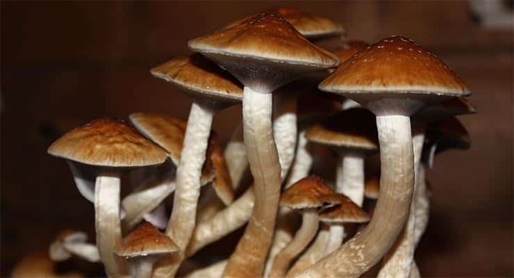 Magic Mushrooms and Meditation